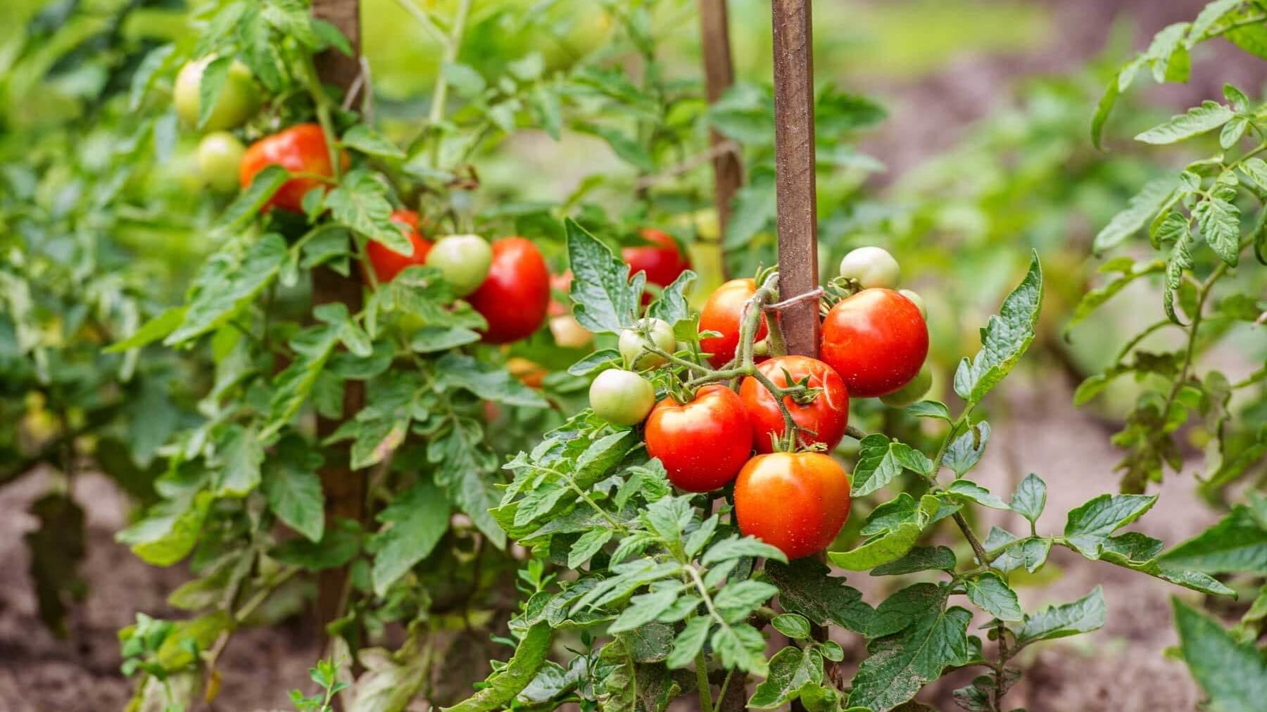 Pembudidayaan Kebun Tomat di Desa Jadikarya